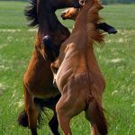 Рамиль Кильмаматов